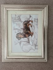 Short haired daschund for sale  TUNBRIDGE WELLS