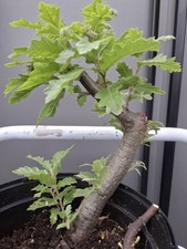 Yamadori oak bonsai for sale  LIVERPOOL