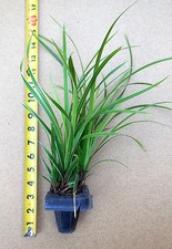 Rooted clumps ice for sale  Albany