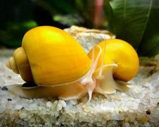 4lumaca gold ampullaria usato  Italia