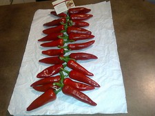 Graines piment gorria d'occasion  Tronville-en-Barrois