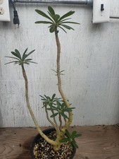 plants large succulents for sale plants large succulents for sale North Pole