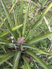 Flowering pineapple plant for sale  Reddick