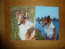 Lessie langhaarcollie gebraucht kaufen  Eltville am Rhein