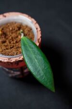 Hoya pulchra gebraucht kaufen  Köln