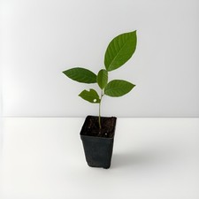 Cherimoya plant pot for sale  La Puente
