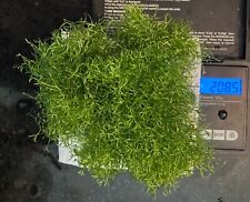 Guppy grass riccia for sale  SOUTH CROYDON