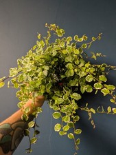 Ficus pumila houseplant for sale  STOCKPORT
