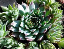 Sempervivum mrs guiseppe gebraucht kaufen  Göttingen