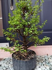 Specimen dwarf jade for sale  Boynton Beach