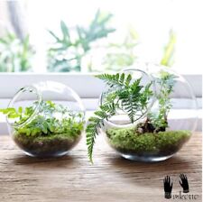 Plant terrarium glass for sale  Brooksville