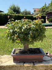 Bonsai acero ventennale usato  Priverno