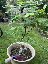 Japanese wisteria bonsai for sale  FELIXSTOWE