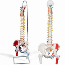 1wirbelsäule modell anatomisc gebraucht kaufen  Hamburg