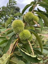 Chinese chestnut tree for sale  Aumsville