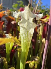 Sarracenia leucophylla var. for sale  Oakland