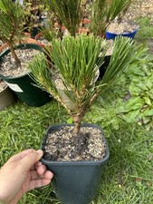 Japanese black pine for sale Japanese black pine for sale  FELIXSTOWE