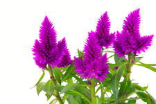 Samen zimmer blumen gebraucht kaufen  Calw