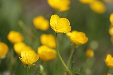 Meadow buttercup seeds for sale  WALLASEY