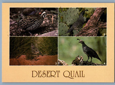 Desert quail mearn for sale  Milwaukee
