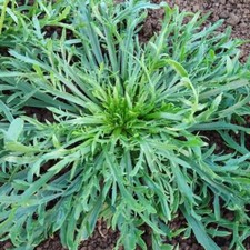 Italian organic bucks for sale  GRIMSBY