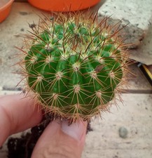 Lobivia echinopsis different for sale  SHETLAND