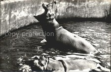 Tiere nilpferde nijlpaarden gebraucht kaufen  Deutschland