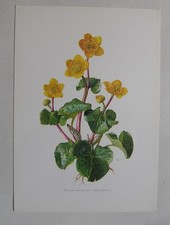 Docu planche botanique d'occasion Docu planche botanique d'occasion  Maisons-Laffitte