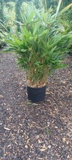 Sasa tsuboiana dwarf for sale  EGHAM