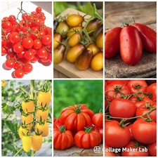 tomato plants for sale tomato plants for sale WOODBRIDGE