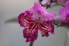 Streptocarpus fiona polish for sale  MAIDENHEAD