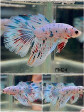 Male betta live for sale  Clemmons