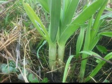 Babington perenial leeks for sale  TONBRIDGE