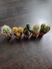 Kakteen minis 5 gebraucht kaufen  Bad Bramstedt