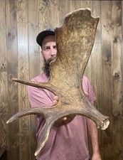 Dark mini moose for sale  Port Matilda