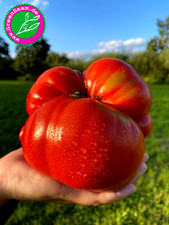 Tomatensamen ukrainischer giga gebraucht kaufen  Tittmoning