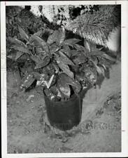 1975 press photo for sale  Memphis