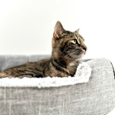 Pets home self for sale  AXMINSTER