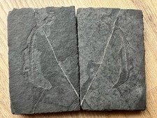 keichousaurus d'occasion keichousaurus d'occasion  Dijon