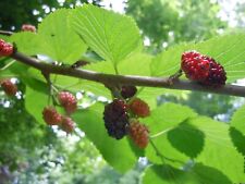 Raspberry mixed mint for sale  Maple Grove