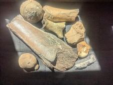 knochensteine gebraucht kaufen knochensteine gebraucht kaufen Augsburg