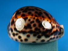 Cypraea tigris schilderiana for sale  Kapolei