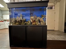 Salt water fish for sale  Visalia