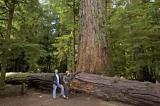 Western red cedar for sale  Russell