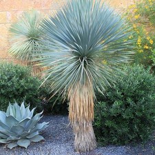 Yucca rostrata yucca d'occasion  Pouzauges