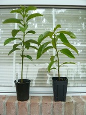Organically grown florida for sale  Brunswick