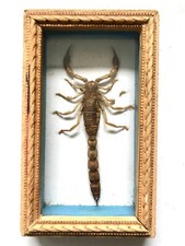 Cadre scorpion afrique d'occasion  Héricourt