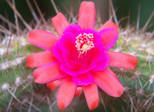 Hildewinterahybride ibrido fir usato Hildewinterahybride ibrido fir usato  Spedire a Italy