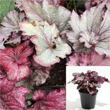 Heuchera sanguinea engelm d'occasion  Expédié en Belgium