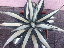 Agave americana var gebraucht kaufen  Nünchritz